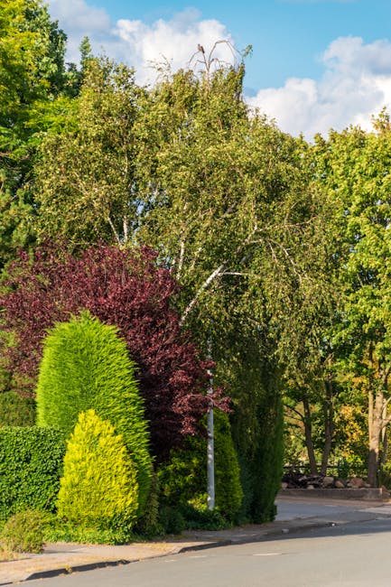 A residential street scene featuring well-maintained garden landscaping with a variety of shrubs and trees. Dominant in the image are lush, pruned evergreen bushes, including a tall, conical green hed
