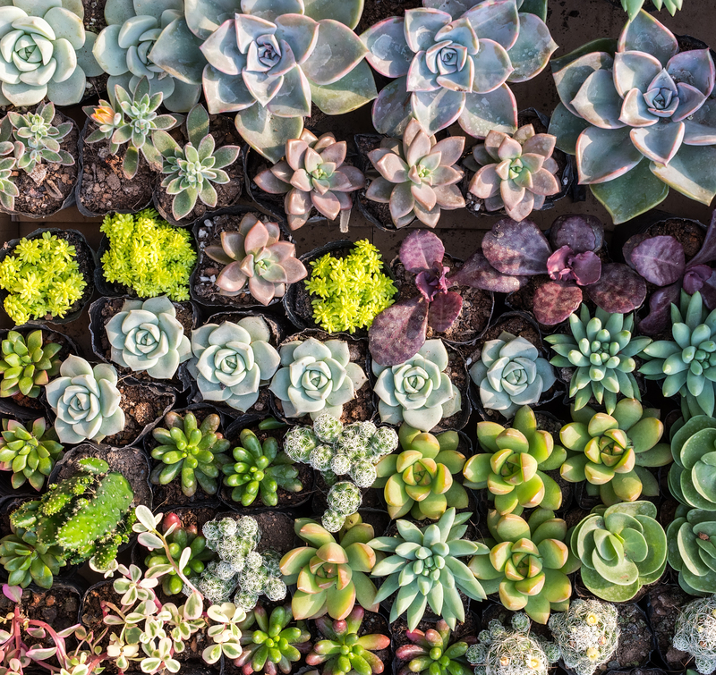 irrigation system garden