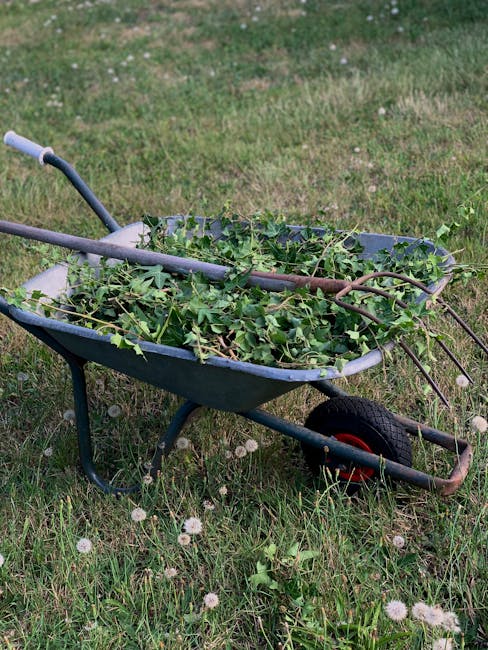 A blue metal wheelbarrow with a single black rubber wheel, filled with freshly cut green foliage, rests on a grassy lawn. The grass is a mix of short, trimmed areas and slightly longer patches, dotted